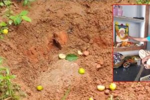 யாழில் வேகமாக பரவி வரும் பூச்சிகளை கட்டுப்படுத்துவது குறித்து கலந்துரையாடல்!