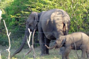 கொழும்பிலிருந்து மாலைதீவு நோக்கி பயணித்த விமானம் திடீரென தரையிறக்கம்