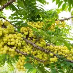 கங்குவா படத்திலிருந்து பாபி தியோல் பர்ஸ்ட் லுக் வெளியானது