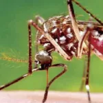 காசா தாக்குதலில் 21 இஸ்ரேலிய வீரர்கள் பலி