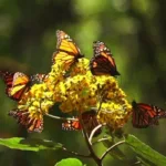 இந்தியா – பாகிஸ்தான் இடையே மீண்டும் அரசியல் சர்ச்சை