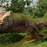 170 இடங்களில் வெற்றி பெற்ற இம்ரான் கானின் கட்சி