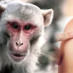 போப் பிரான்சிஸ் தொடர்பில் விளக்கமளித்துள்ள வாட்டிகான் நிர்வாகம்