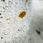 மீண்டும் பயன்பாட்டிற்கு வரும் ஜெமினி AI இமேஜ் ஜெனரேட்டர்!