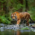 இத்தாலியில் சுவிஸ் உரிமத் தகடுடைய பெராரி விபத்துக்குள்ளானதில் இருவர் பலி
