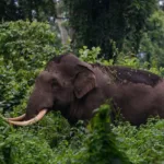 யாழ்.சுழிபுரத்தில் புதிதாக முளைத்த புத்தர் சிலை