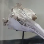 பணப் புழக்கத்தை குறைத்துள்ள சுவிஸ் மக்கள்