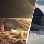 அடுத்த போட்டியில் களமிறங்கும் மும்பை அணியின் நட்சத்திர வீரர்