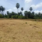 கோயிலுக்குச் சென்றபோது நடந்த சோகம்… மரத்தின் மீது கார் மோதியதில் 4 இளைஞர்கள் பலி!