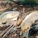ஒலிம்பிக் கமிட்டியின் முன்னாள் ஊடக மேலாளர் கோபிநாத் சிவராஜாவிற்கு விளக்கமறியல்