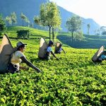 உடனடியாக அமுலுக்கு வரும் வகையில் தம்புள்ளை தண்டர்ஸ் அணியின் உரிமைகள் இடைநிறுத்தம்