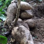 கிரீஸ் தீவில் அமெரிக்க சுற்றுலாப் பயணி மர்மமான் முறையில் உயிரிழப்பு: மேலும் மூவர் மாயம்