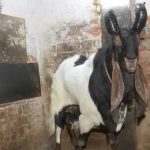 ஜெர்மனியில் யூரோ கால்பந்து அணிவகுப்பில் தாக்குதல் நடத்திய நபர்