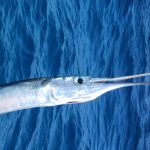 மங்கோலியா இராணுவத்துடன் இணைந்து இந்திய இராணுவ வீரர்கள் பயிற்சி