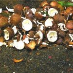 பிரான்ஸ் பெண்களின் பாதுகாப்பிற்காக எடுக்கப்பட்ட புதிய நடவடிக்கை