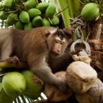 மீண்டும் கூட்டப்பட்ட இந்திய நாடாளுமன்றம் –  தொடர் அமளியில் ஈடுபட்ட எதிர்க்கட்சிகள்