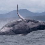 சிரியாவில் இருந்து 75 இந்தியர்கள் வெளியேற்றம்