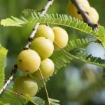 இலங்கையில் பெண் வைத்தியர் துஷ்பிரயோகம் – சந்தேக நபர் கைது!