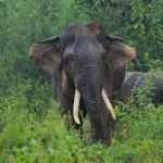 பெல்ஜியத்துடனான இராஜதந்திர உறவுகளைத் துண்டித்த ருவாண்டா