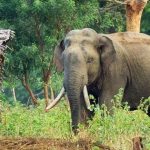 கட்டாய இராணுவ ஆட்சேர்ப்பு: புடின் அதிரடி நடவடிக்கை