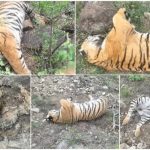 இஸ்ரேல் மோதலில் கொல்லப்பட்ட இராணுவத் தலைவர்களுக்கு இறுதி சடங்கு நடத்திய ஈரான் அரசு