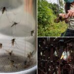 2024 YR4 விண்கல் சந்திரனில் மோதும் அபாயம் – விஞ்ஞானிகள் தகவல்