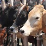 50 ஆண்டுகால காலநிலை சாதனையை முறியடித்த பின்லாந்து