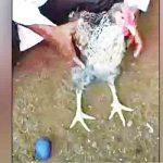 போதையில் அடாவடி… தலைமறைவான லட்சுமி மேனன்