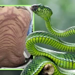மாகாண சபை தேர்தல் தொடர்பில் எதிர்க்கட்சி எடுத்துள்ள முக்கிய தீர்மானம்