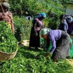 48 மில்லியன் ஜிமெயில் கணக்குகள் ஆன்லைனில் கசிவு – தரவு பாதுகாப்பு தொடர்பில் எச்சரிக்கை!