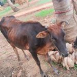 விஜய் தேவரகொண்டா, ராஷ்மிகா திருமண செலவு இத்தனை கோடியா?
