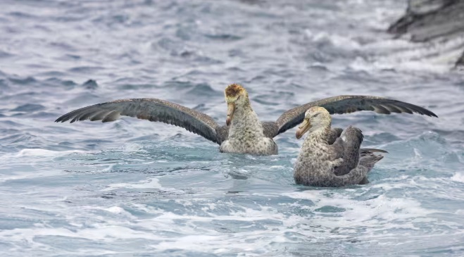 A second bird to test postive to the H5 strain of avian flu came from near where the virus was found in the first detected case.