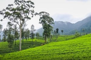 இந்தியாவை வீழ்த்தி வரலாறு படைத்தது இங்கிலாந்து