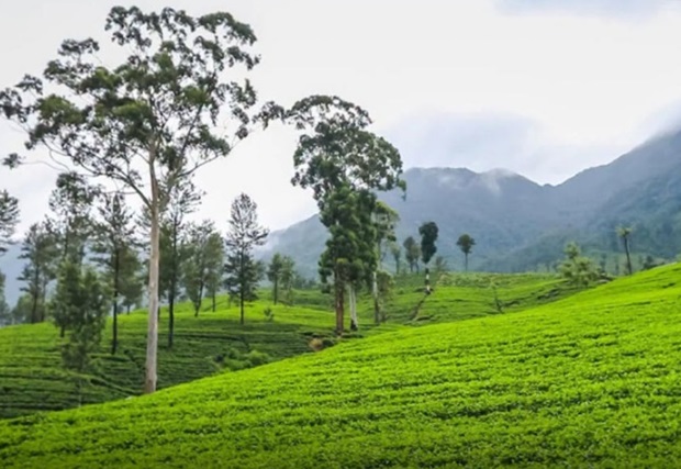 இலங்கை முழுவதும் 500 தேயிலை கிராமங்களை நிறுவுவதை இலக்காகக் கொண்ட “சிலோன் தேயிலைக் கிராமம்” வேலைத்திட்டம் எதிர்வரும் 15 ஆம் திகதி ஆரம்பிக்கப்படவுள்ளதாக பெருந்தோட்ட மற்றும் சமூக உட்கட்டமைப்பு வசதிகள் அமைச்சர் சமந்த வித்யாரத்ன தெரிவித்தார்.