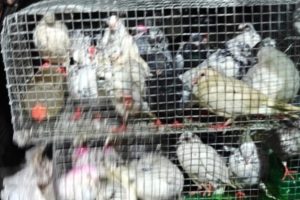 கைதி தற்கொலை முயற்சி: மட்டக்களப்பு சிறையில் பரபரப்பு