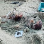 யாழ்ப்பாணம்- செம்மணி சித்துப்பாத்தி மனிதப் புதைகுழியில் இருந்து இதுவரை அடையாளம் காணப்பட்ட மனித எலும்புக்கூடுகளின் எண்ணிக்கை 507 ஆக அதிகரித்துள்ளது.