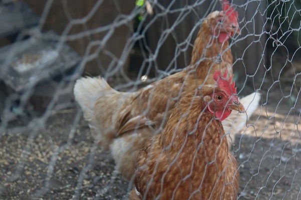 ஆஸ்திரேலியா விக்டோரியா மாநிலத்தில் H5N1 பறவைக் காய்ச்சல் பாதிப்புகள் தொடர்ந்து அதிகரித்து வரும் நிலையில், கோழி மற்றும் பறவைப் பண்ணையாளர்கள் தங்கள் பறவைகளைப் பண்ணைகளுக்குள்ளேயே அடைத்து வளர்க்குமாறு (house their birds) கட்டாயப்படுத்தப்பட்டுள்ளனர்.