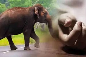 இந்தோனேசியாவில் நடு கடலில் தீப்பிடித்து எரிந்த படகு – ஐவர் வலி, பலர் மாயம்